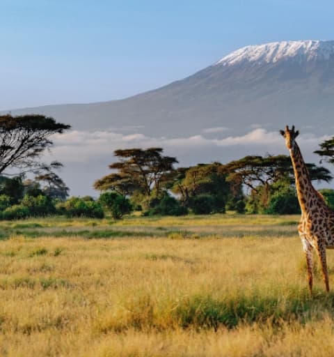 Kilimanjaro