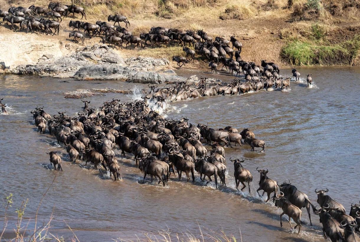 Great Migration, Wildlife Adventure, Zanzibar Escape