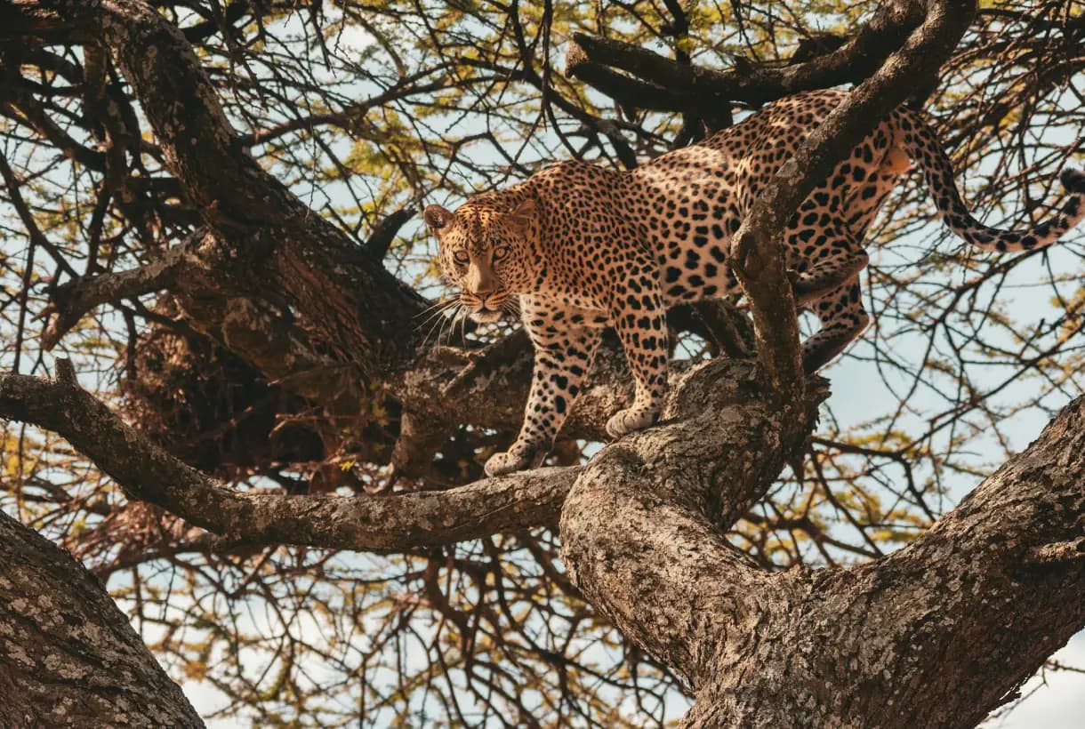 Great Migration, Big Five Safari, Zanzibar Beach Escape