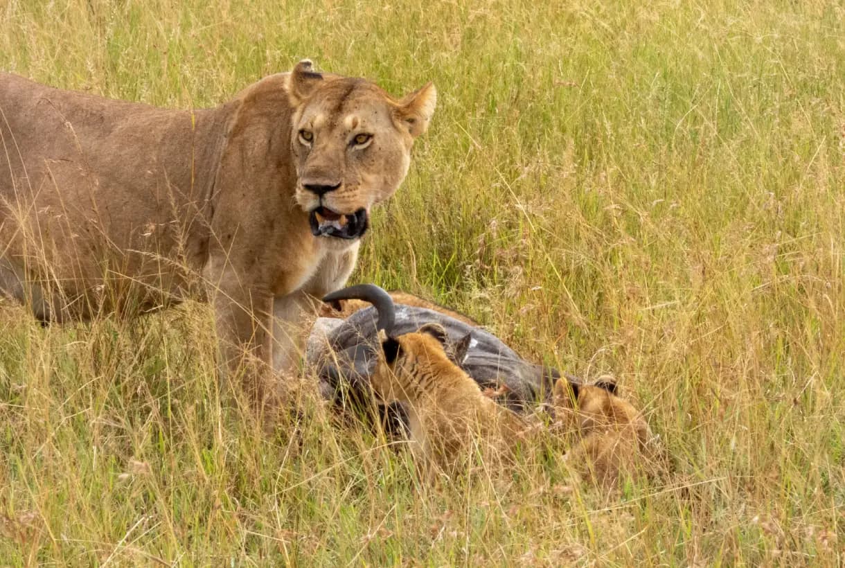 Big Five Safari, Cultural Encounters, Scenic Tanzania Adventure