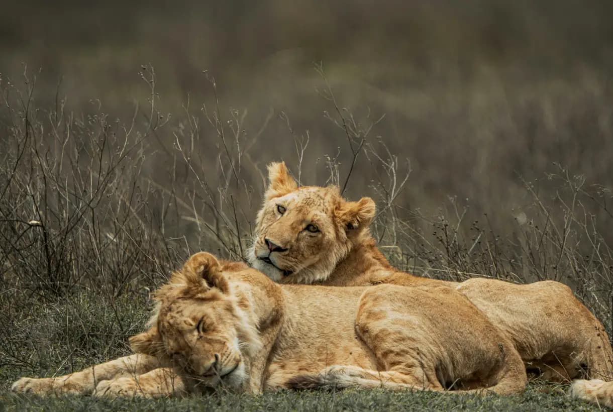 Great Migration, Maasai Culture, Big Five & Highland Adventure