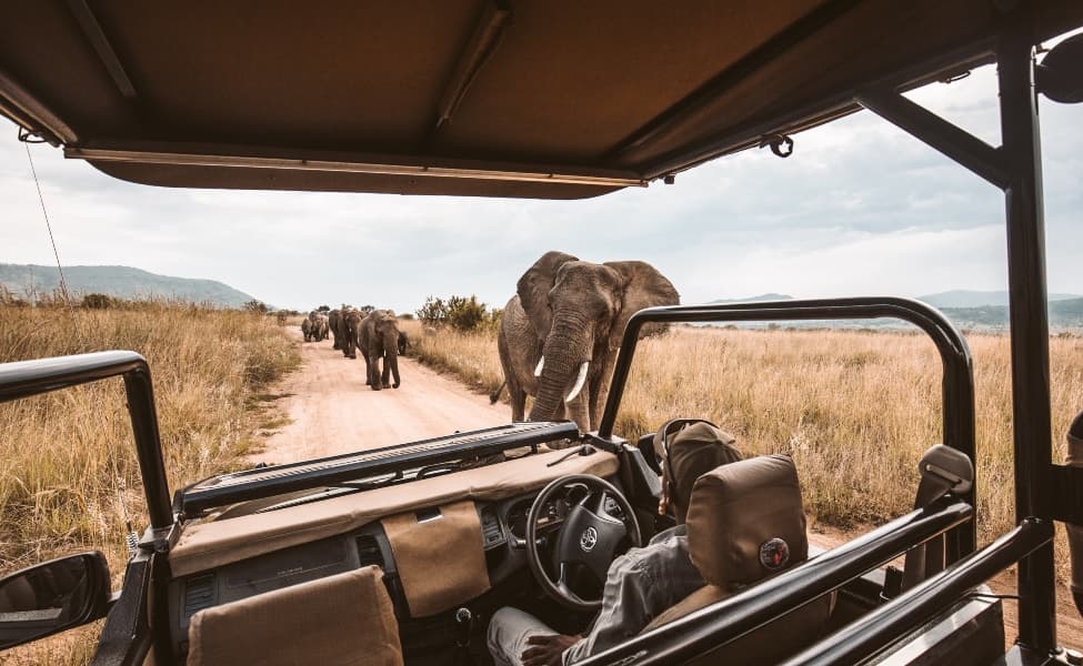 Safari Team
