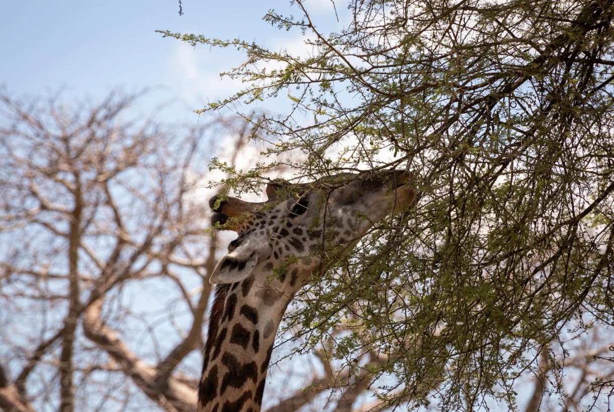 Tarangire, Ngorongoro Crater & Serengeti Classic Wildlife Circuit