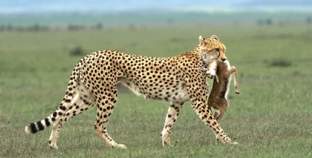 Serengeti National Park