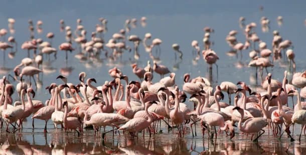Lake Manyara