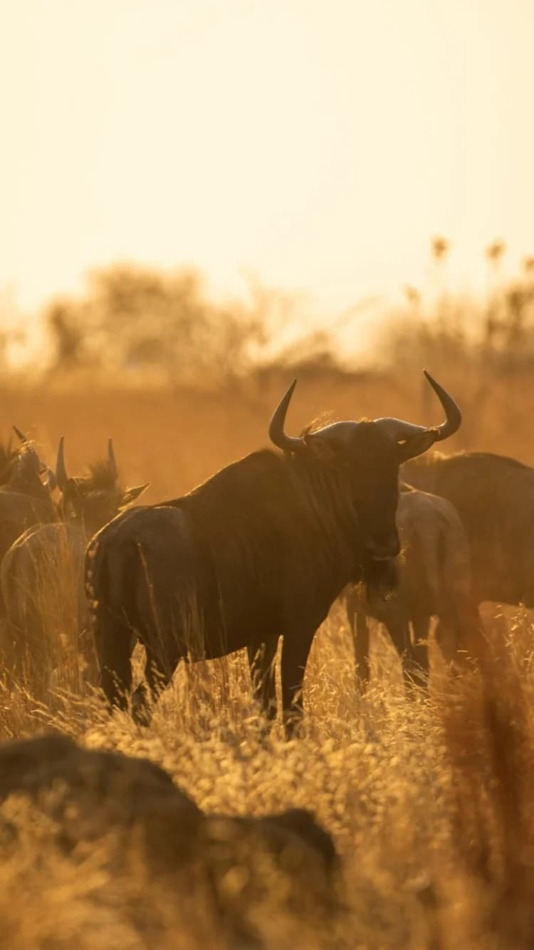 Safari