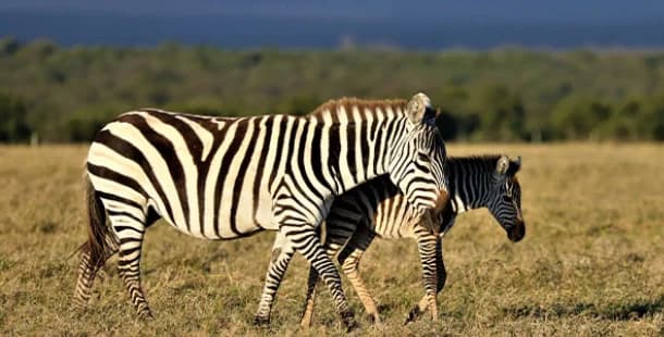 Mikumi National Park