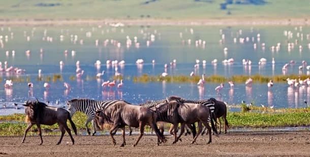 Ngorongoro Crater