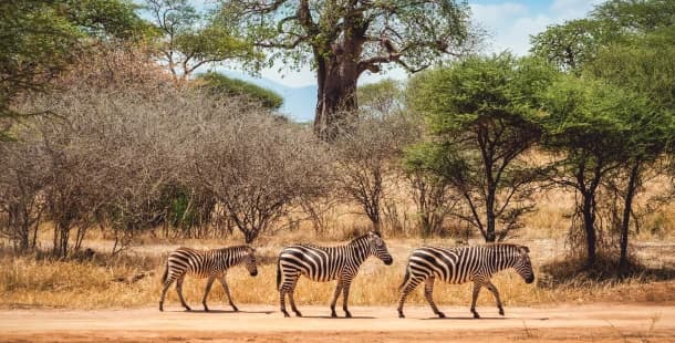 Tarangire National Park