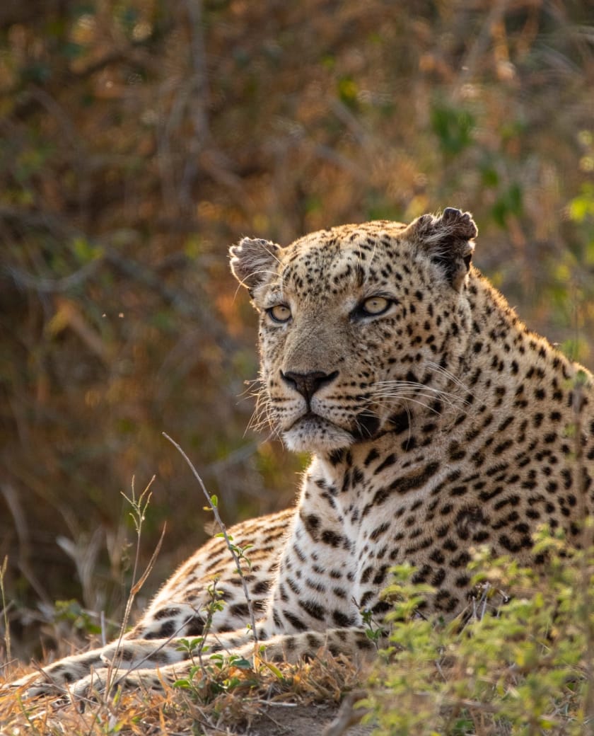 Dry, rugged savannahs shelter rhinos, wild dogs, and long unbroken silence.