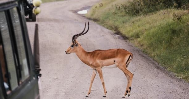 Quiet Game Drives