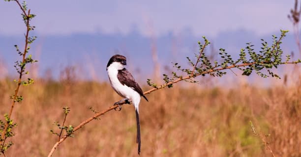 Savannah Birding Walks