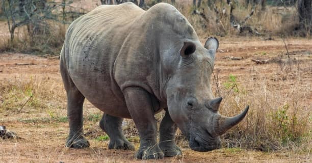 Rhino Sanctuary Visit