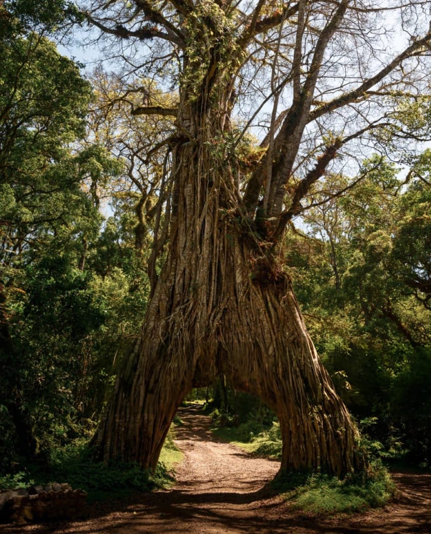 Compact northern park mixing forests, volcanoes, lakes, giraffes, and easy day-trips nearby