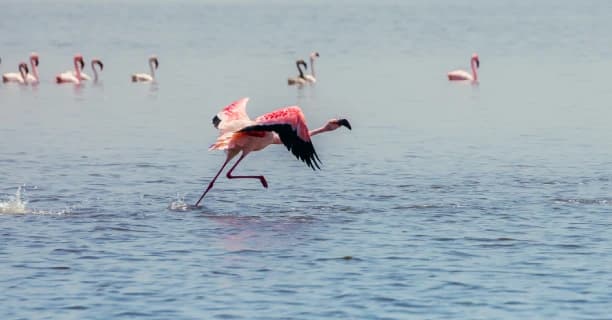 Flamingo Shoreline Watch