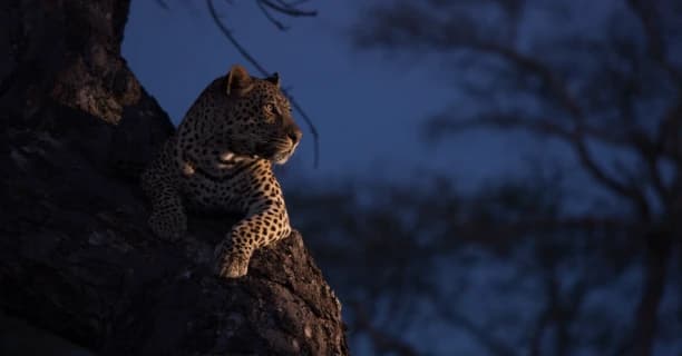 Night Safari Glow