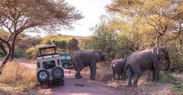 Game Drive Wonders