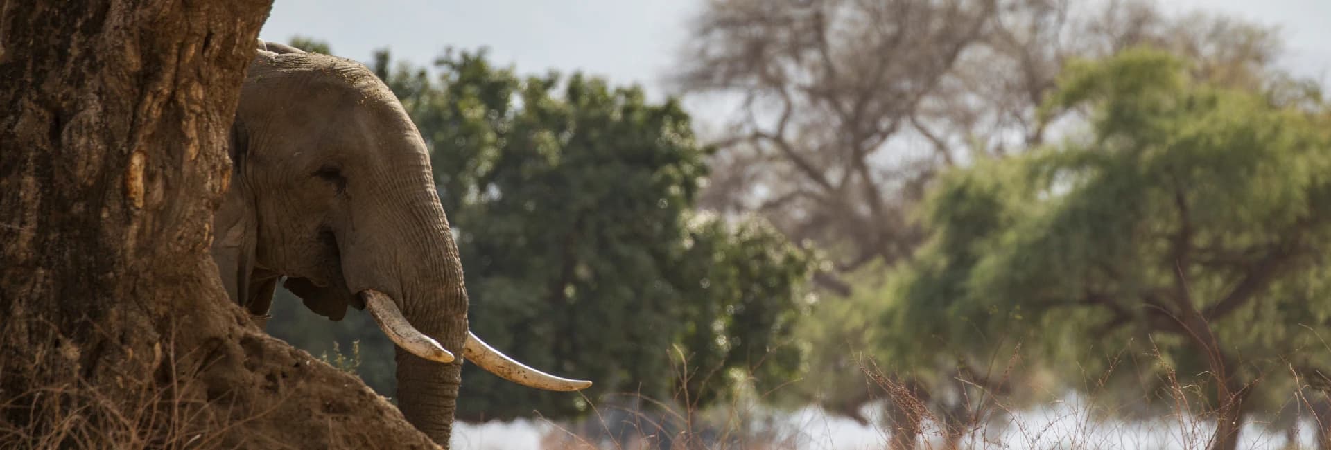 Tarangire National Park