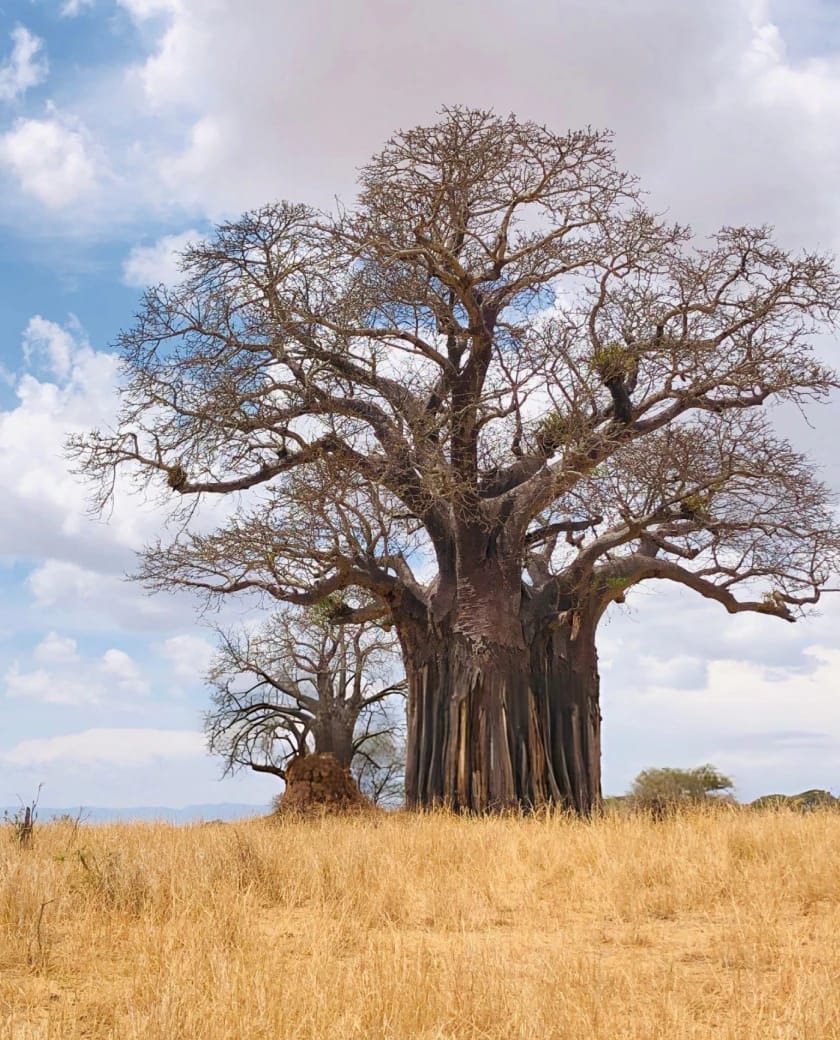 Quiet northern park of baobabs, elephants, big skies, and migrating herds seasonally.