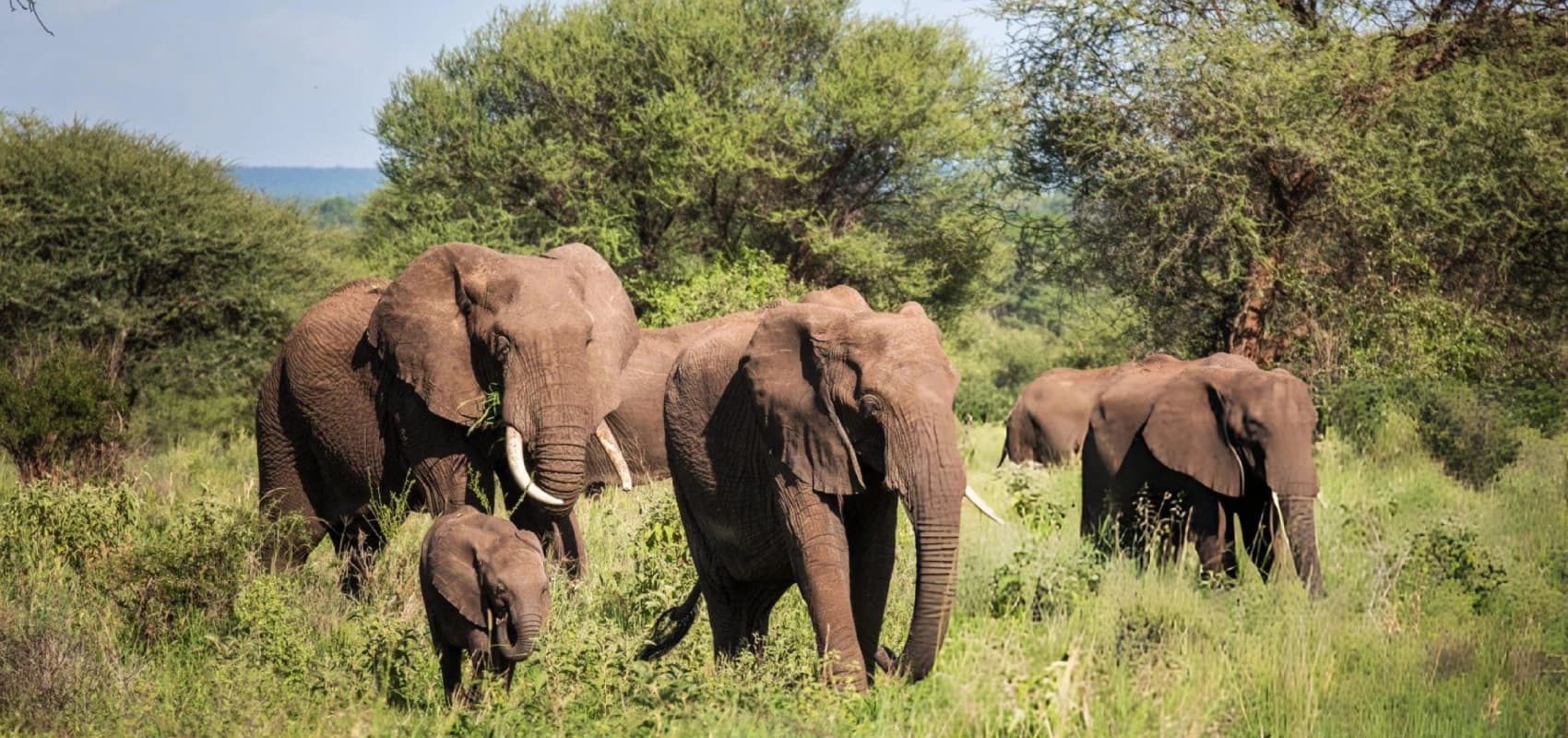 Wildlife Highlights