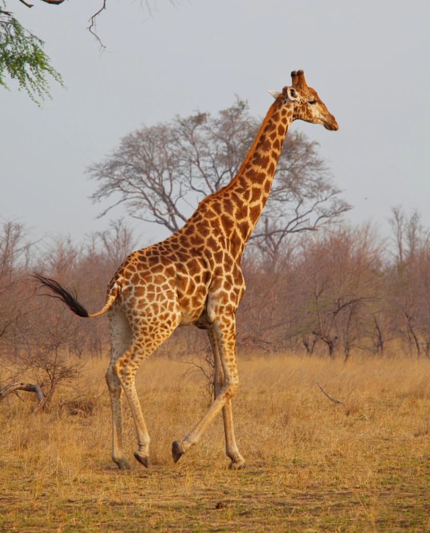 Vast, low-crowd wilderness where giant herds and big predators still rule today.
