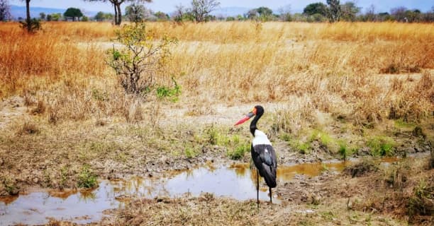 Bird Watching Drives