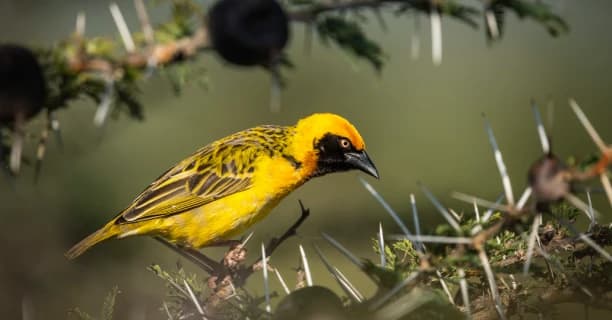 Birding Across The Plains