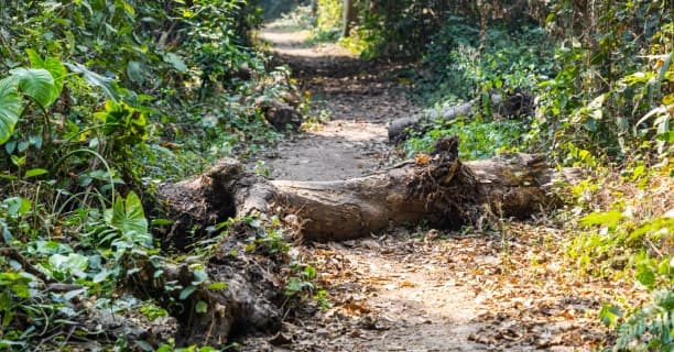 Track Forest Wildlife