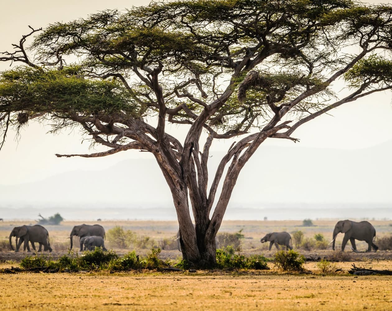 Tarangire National Park Day Trip