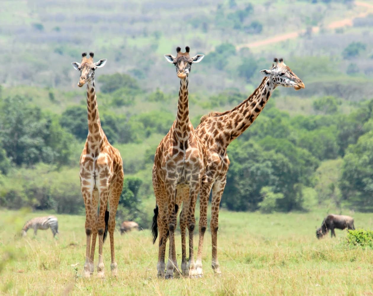 Arusha National Park Day Trip