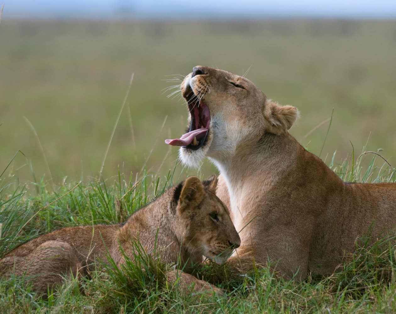 6 Days Drive-in Drive Out Mid-Range Wildlife Safari