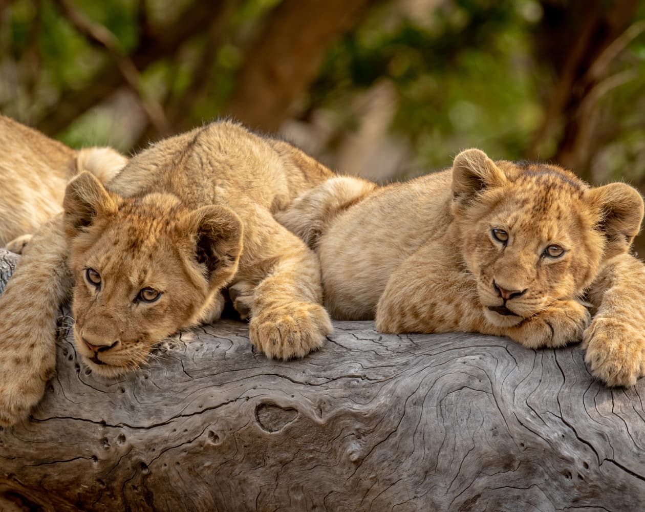 7 Days Drive-In Drive-Out Luxury Safari