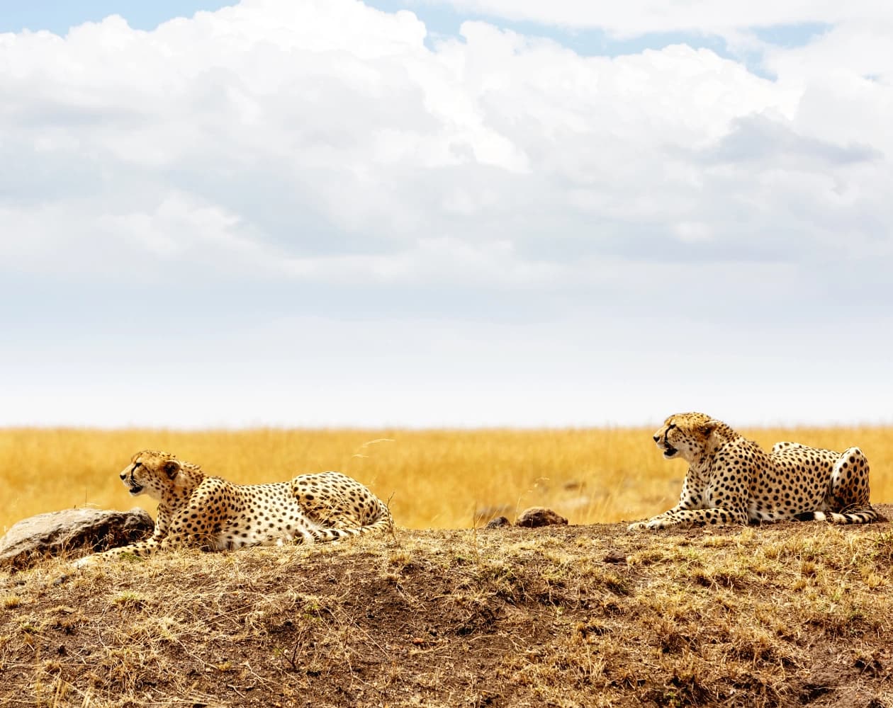 9 Days Drive-in Drive-out Budget Wildlife Safari