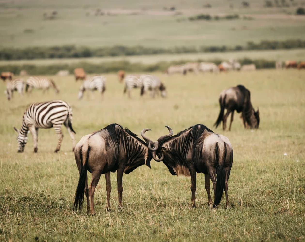 3-Days Tanzania Safari