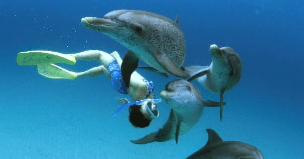 Swim With Dolphins
