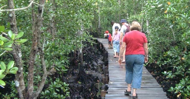 Visit Jozani Forest