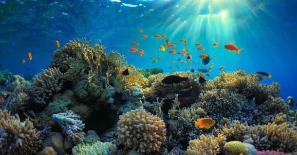 Snorkel at Mnemba
