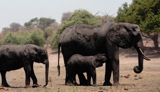 Ruaha National Park