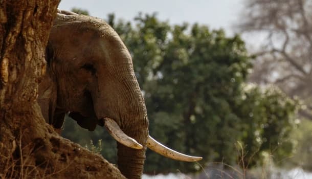Tarangire National Park
