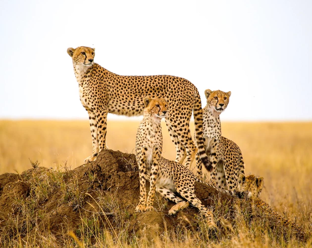 14 Days Mid-range Wildlife Drive-in Safari