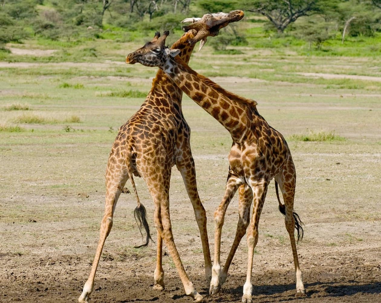 12 Days Mid-Range Cultural Drive in Safari