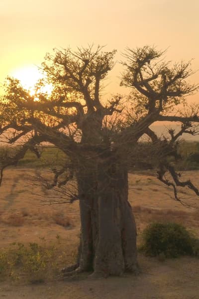 Safari In Tanzania