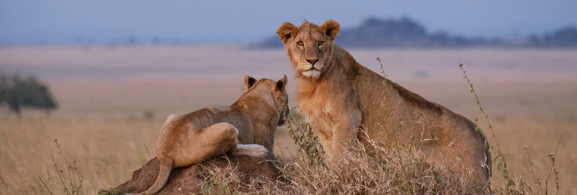 TANZANIA SAFARI