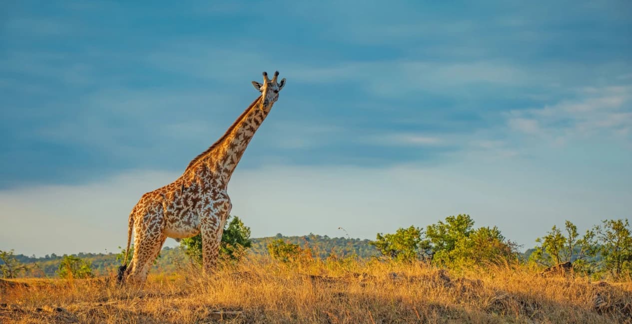 Why Travelers Say the Serengeti Feels More “Alive” Than Other Safari Parks