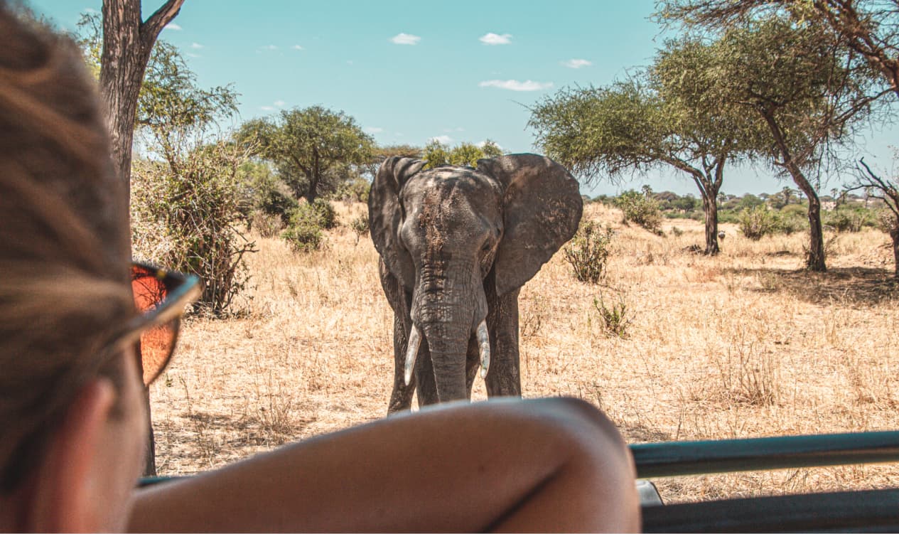 Tanzania Luxury Safari