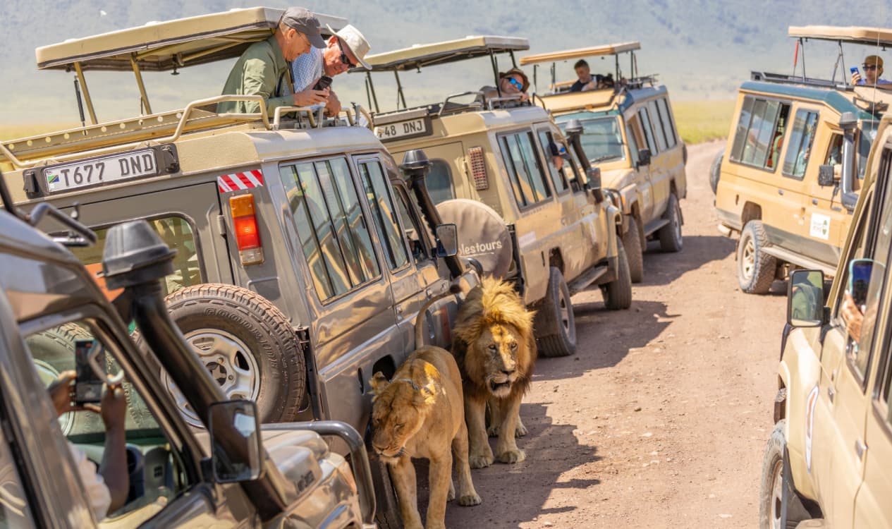 Tanzania Wildlife Experience