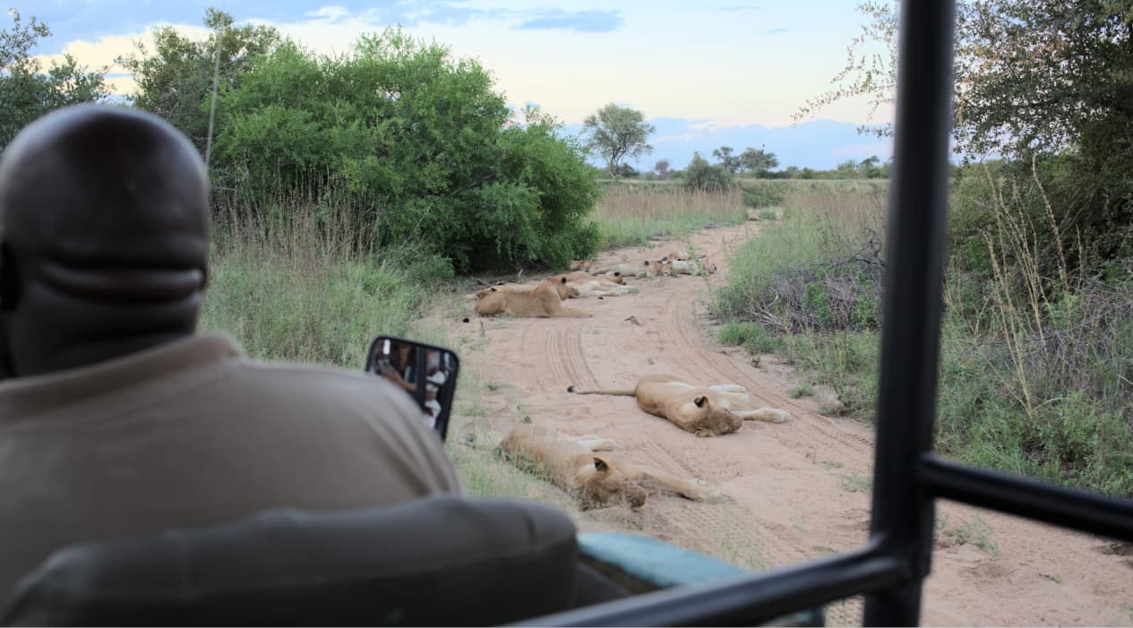 What Safari Guides See That Travelers Usually Miss