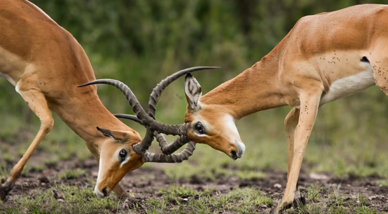 Tanzania Animal Behaviour
