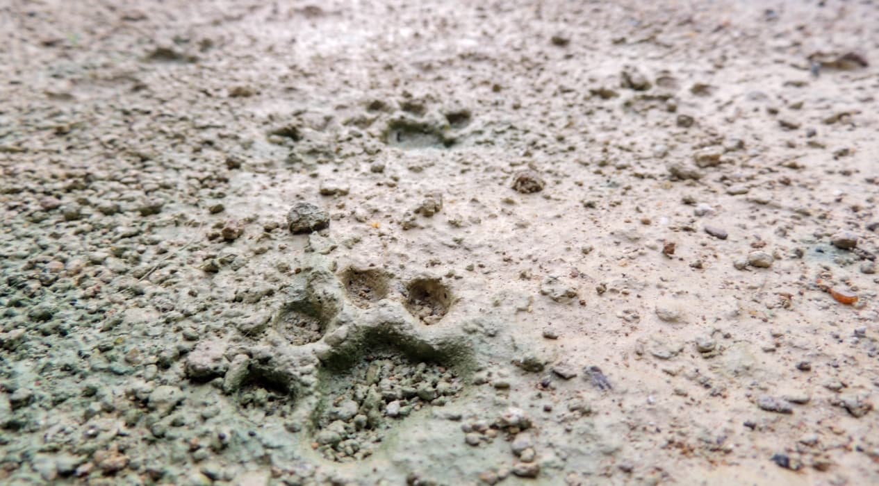 Tanzania Animal Tracking