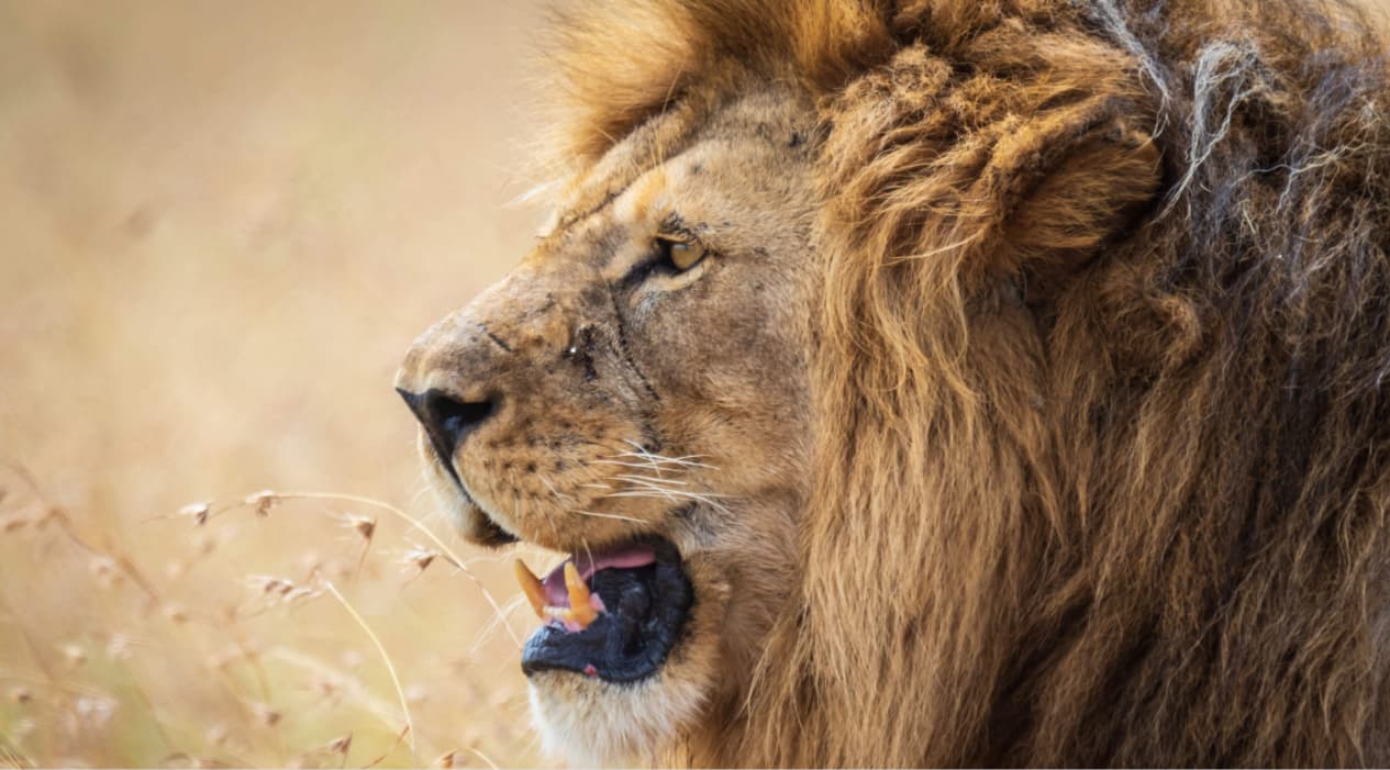Tanzania Wildlife Alarm